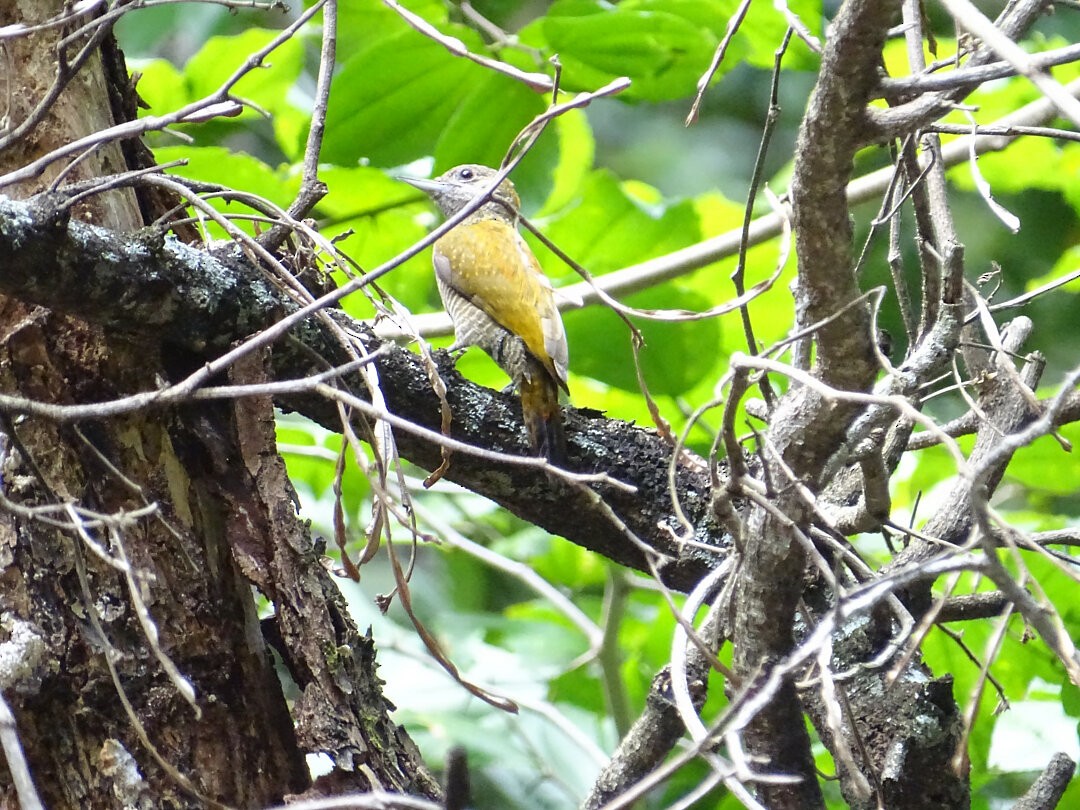 Little Woodpecker - ML647461911