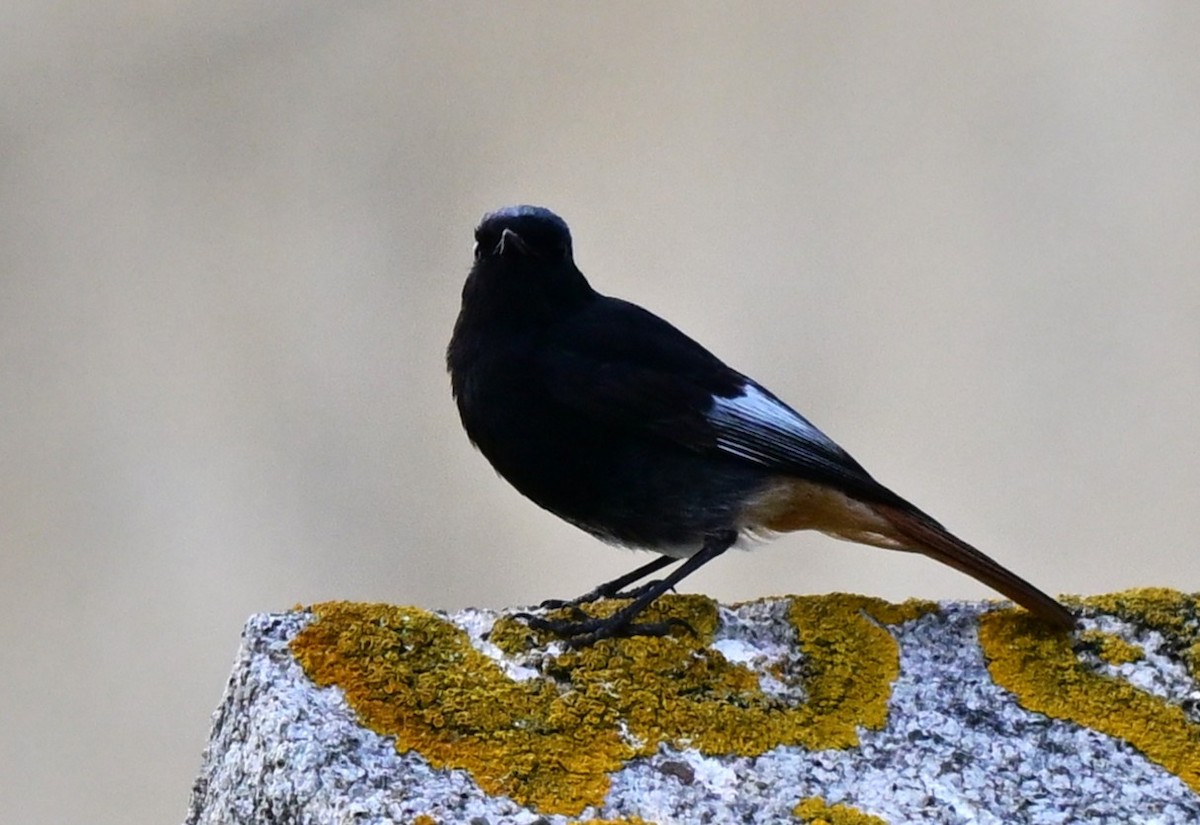 Black Redstart - ML647461913