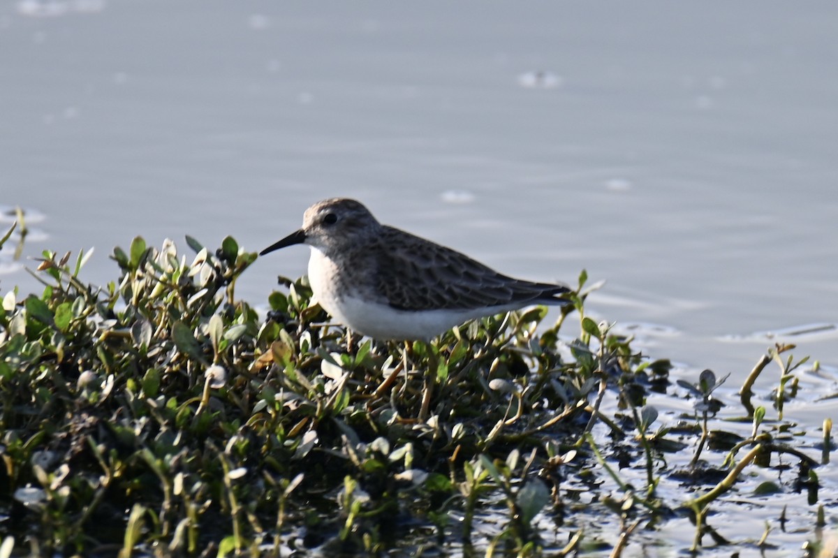 Least Sandpiper - ML647461920
