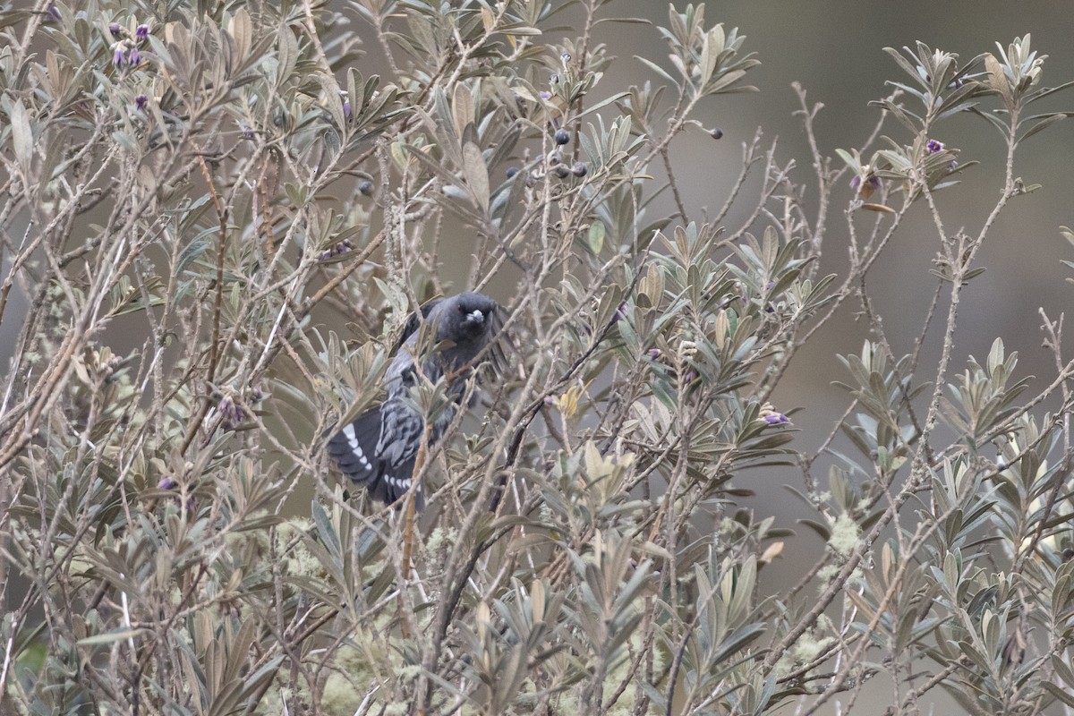 Red-crested Cotinga - ML647461921