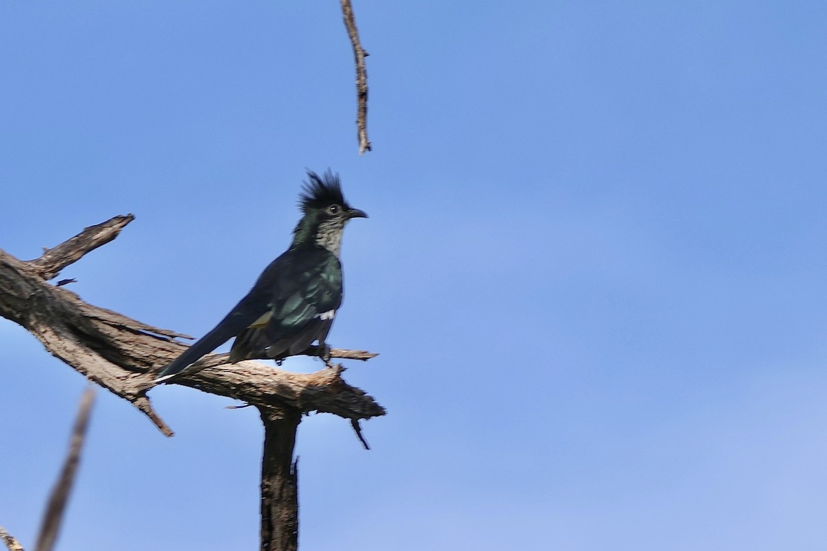 Levaillant's Cuckoo - ML647461932