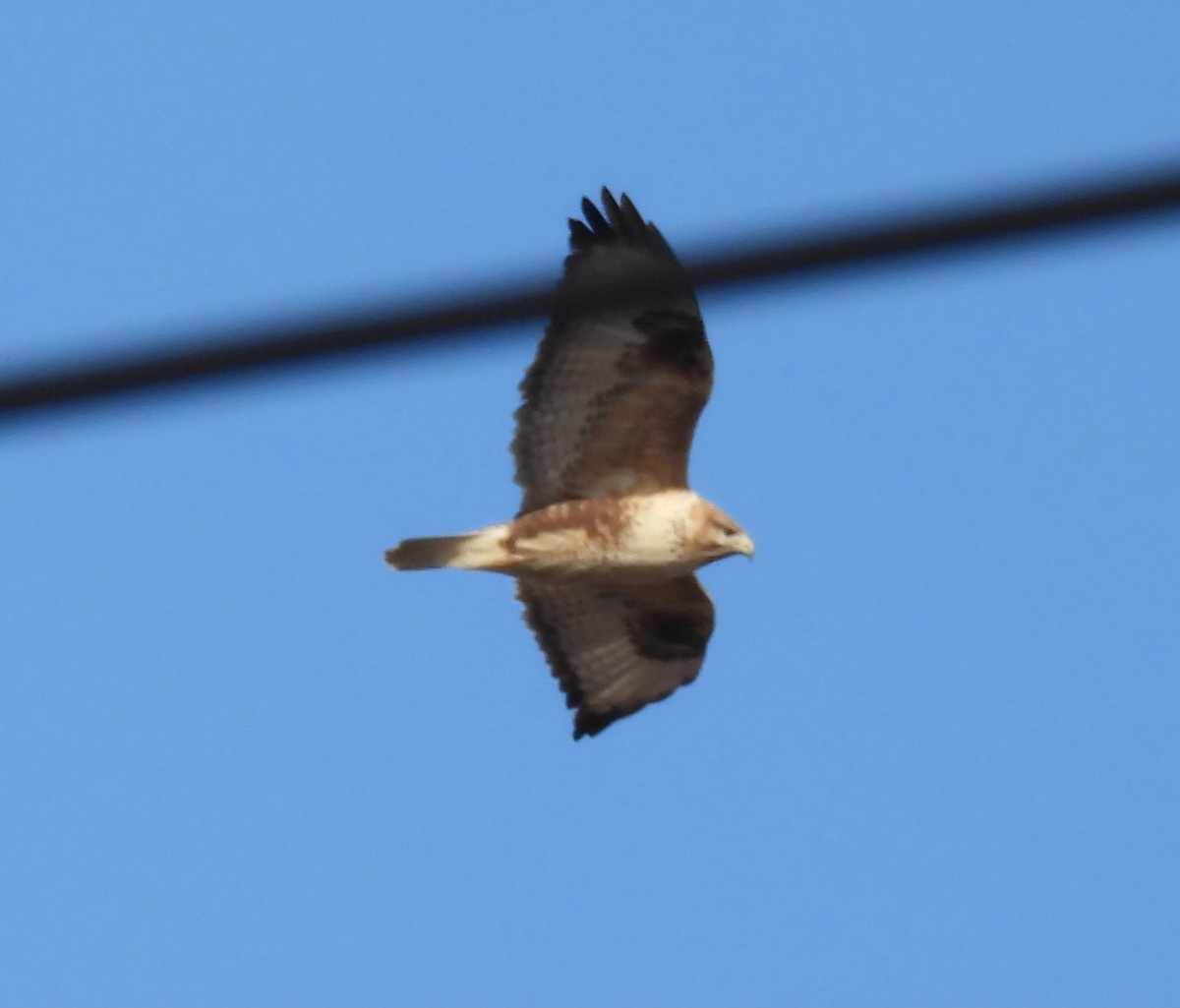 Zapelatz mongoliarra - ML647461934