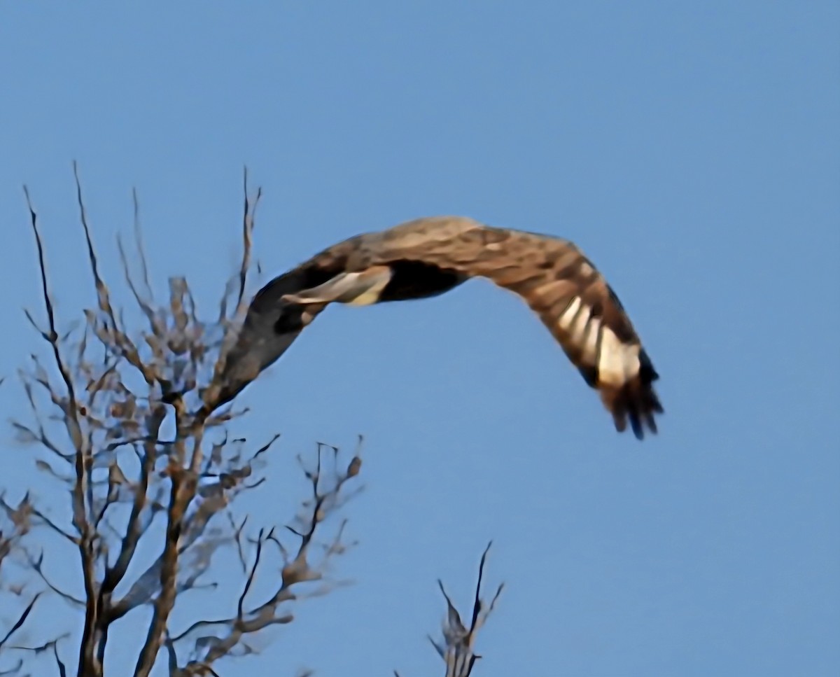 Zapelatz mongoliarra - ML647461935