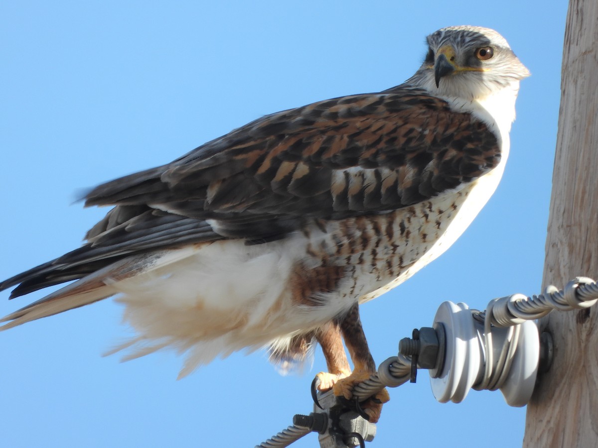 kongevåk - ML647461942