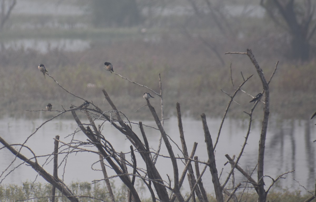 Rosy Starling - ML647461946