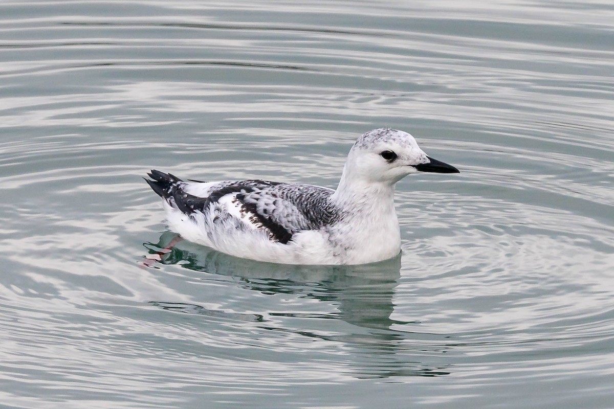 Black Guillemot (grylle Group) - ML647461952