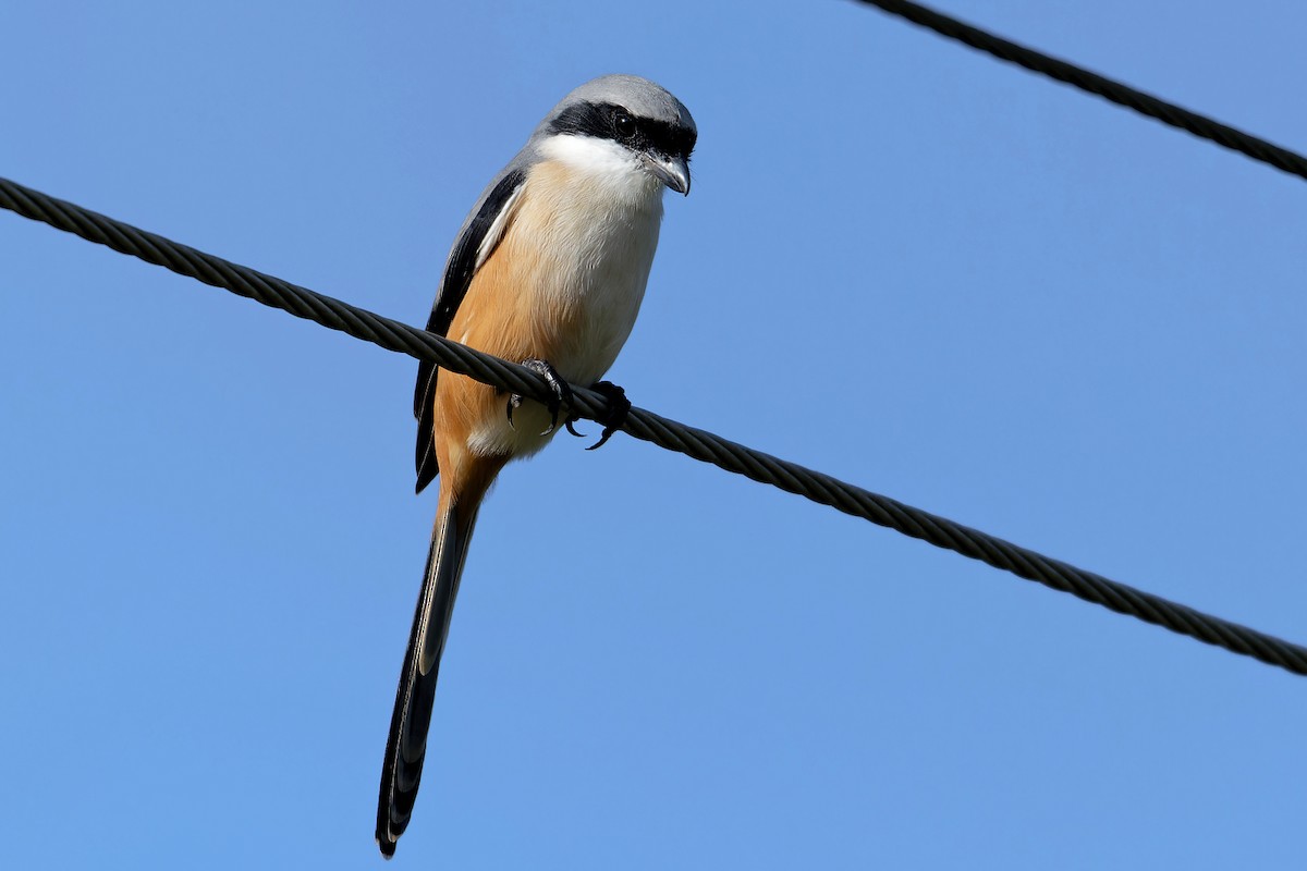 Schachwürger - ML647461968