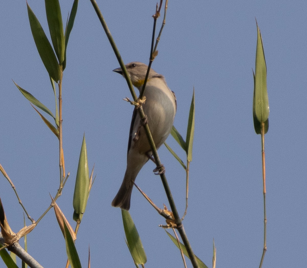 Gelbkehlsperling - ML647461974