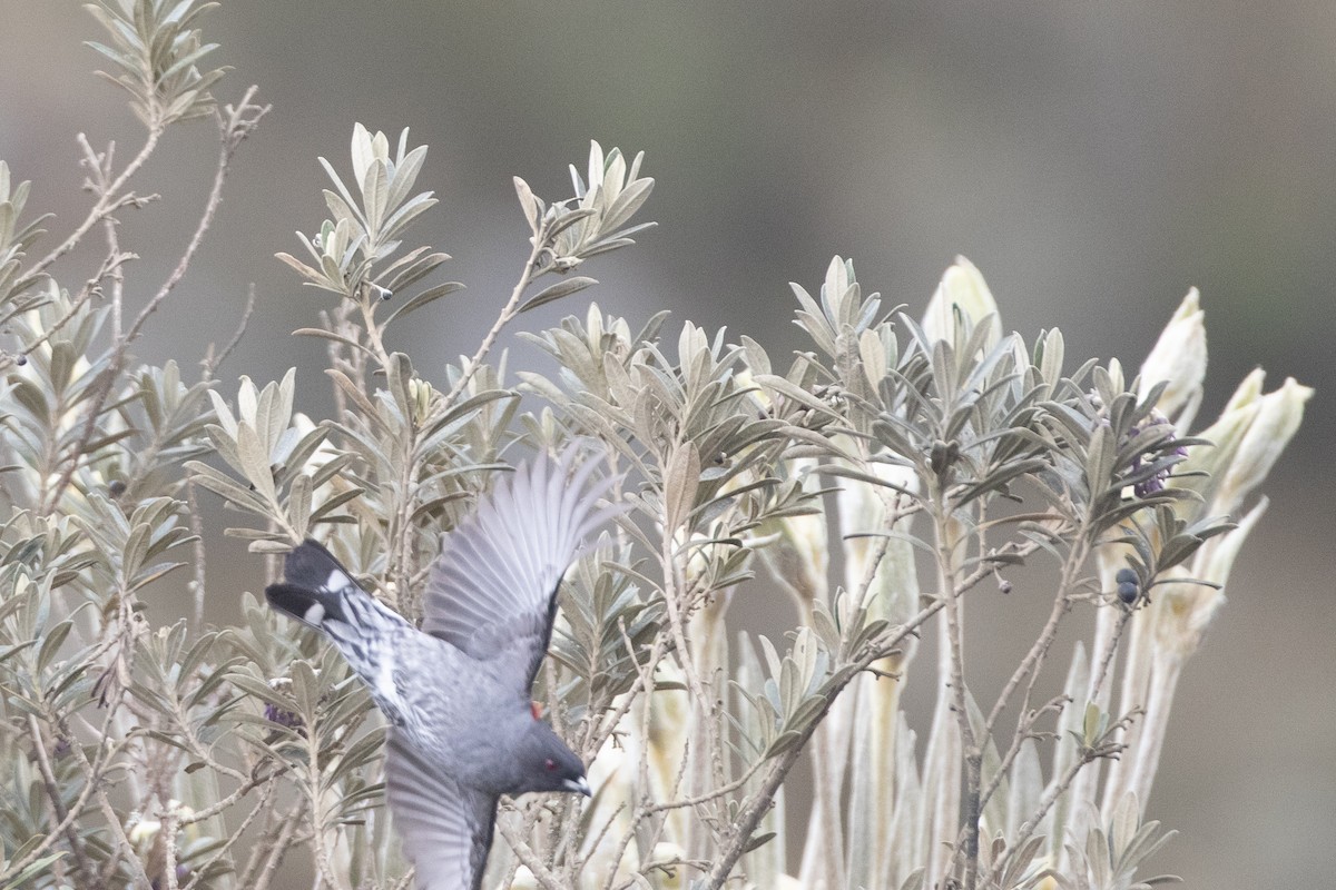 Rotschopfkotinga - ML647461976