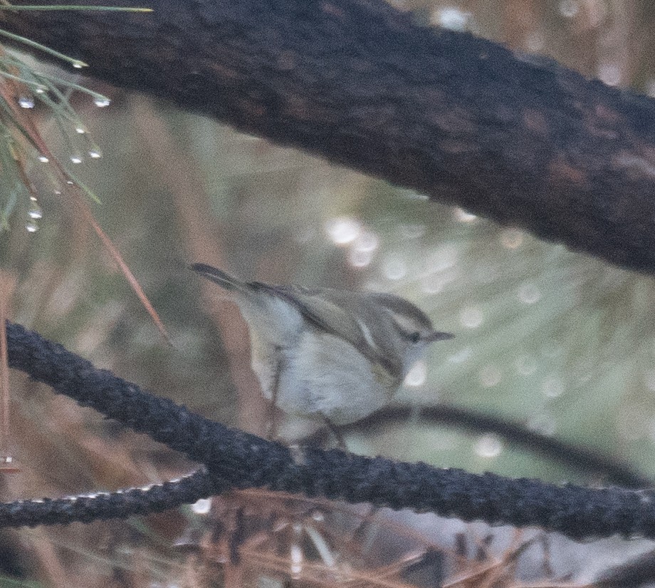 Tienschan-Laubsänger - ML647461978