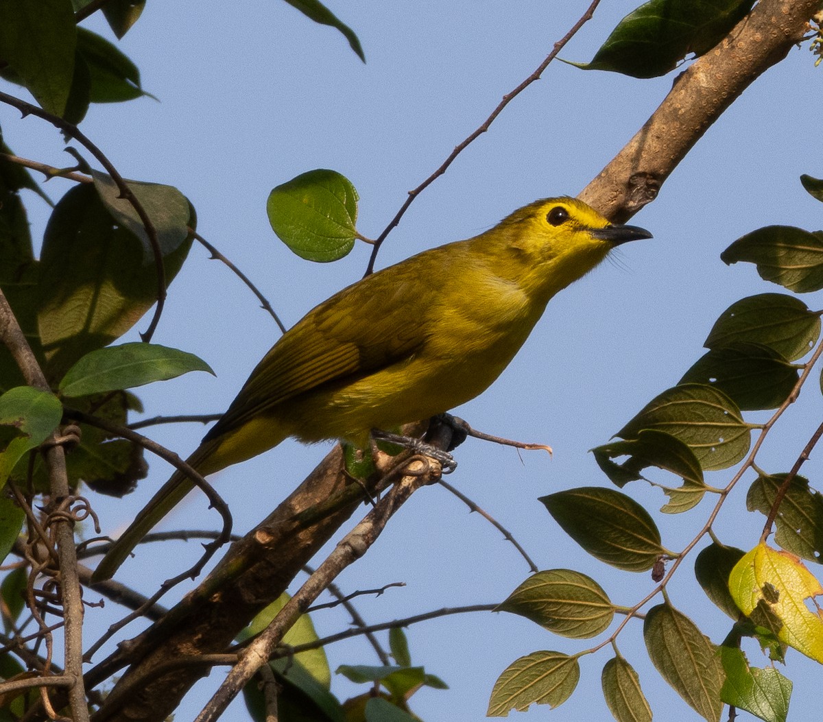 Goldbrauenbülbül - ML647461979