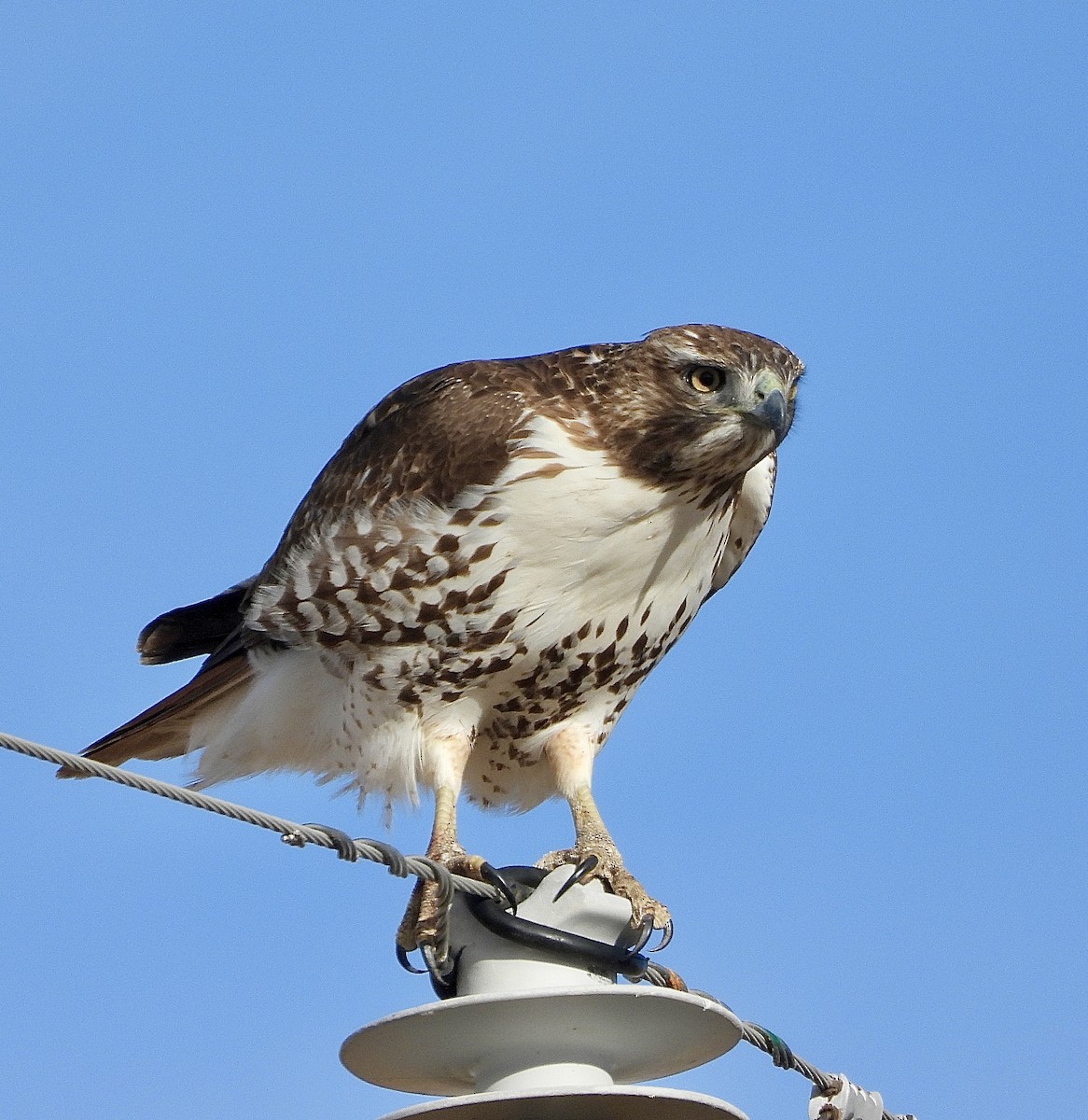 Rotschwanzbussard - ML647461980