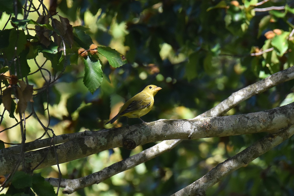 Scharlachkardinal - ML647461981