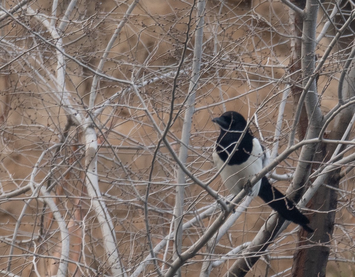 Elster - ML647461982