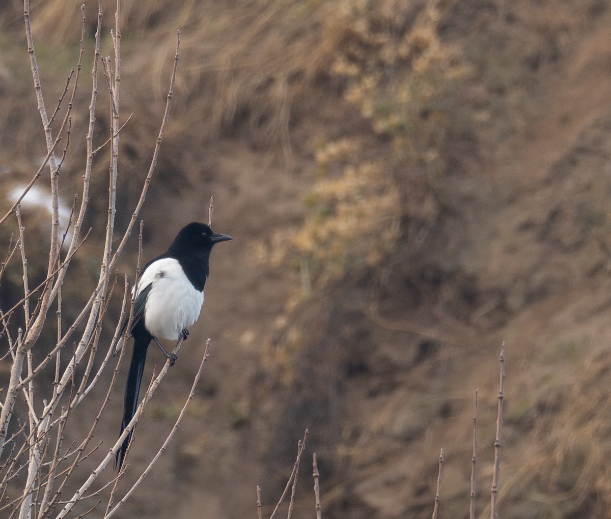 Elster - ML647461983