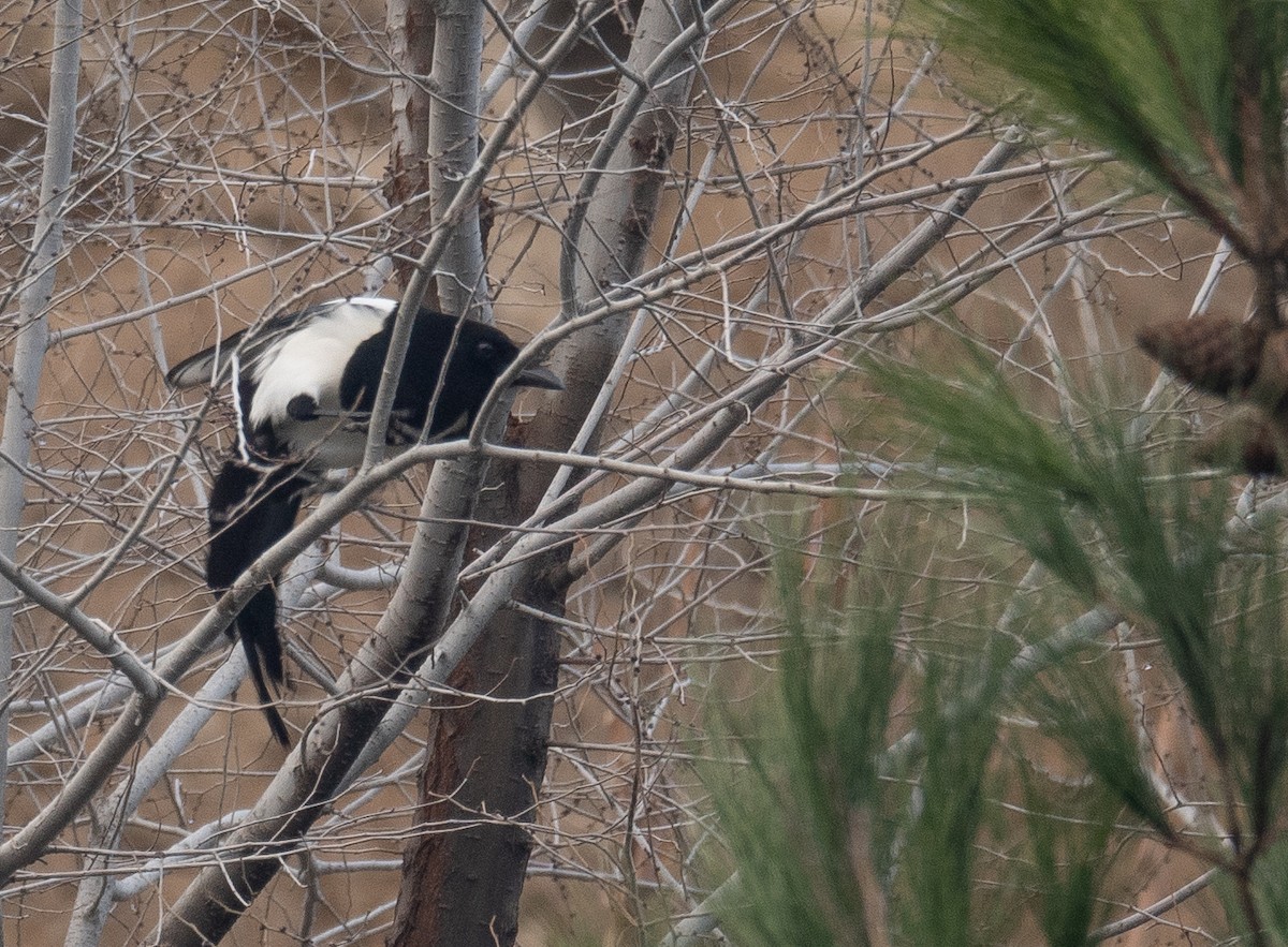 Elster - ML647461984