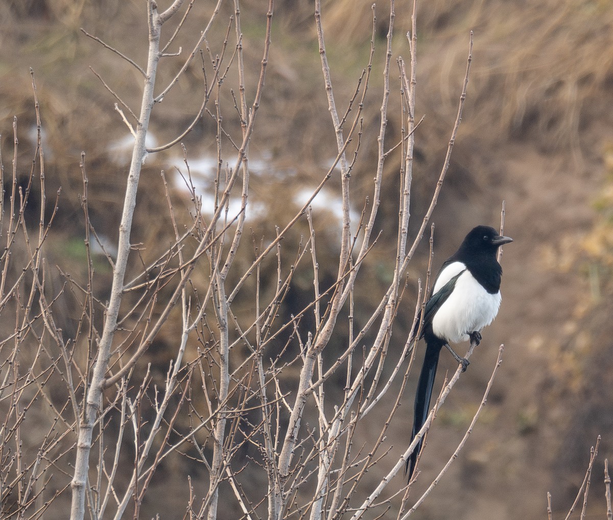 Elster - ML647461985