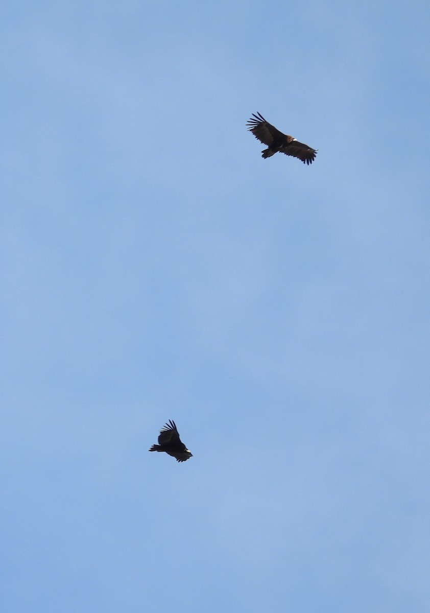 Mönchsgeier - ML647461986