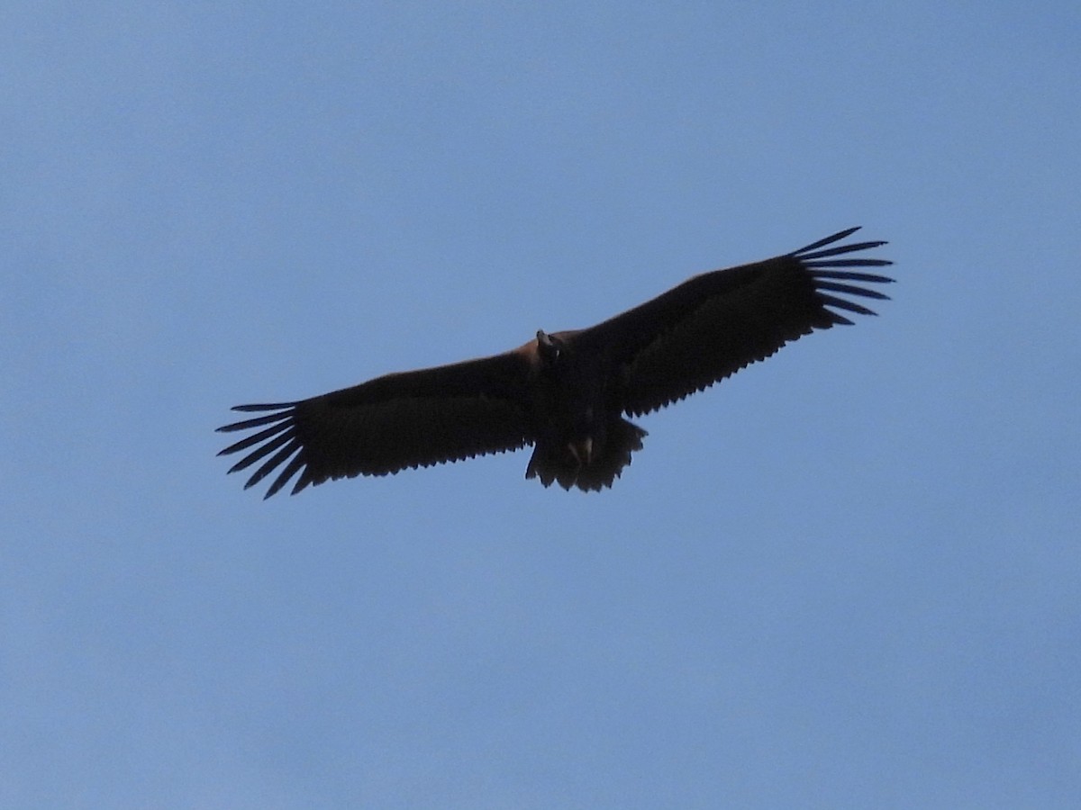 Mönchsgeier - ML647461987