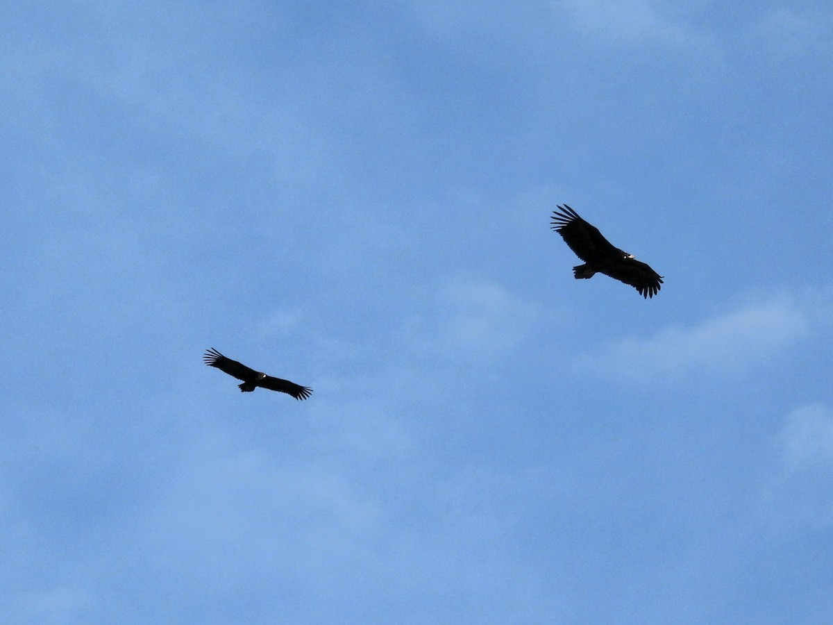 Mönchsgeier - ML647461988