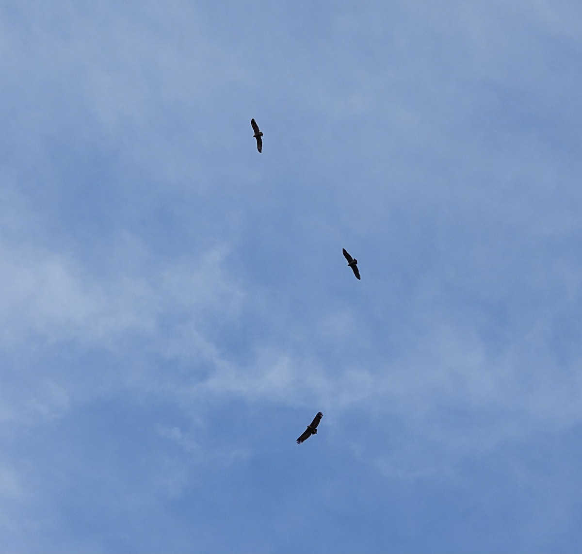 Mönchsgeier - ML647461989