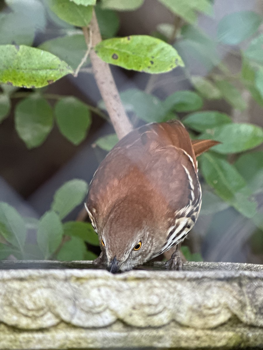 Rotspottdrossel - ML647461990