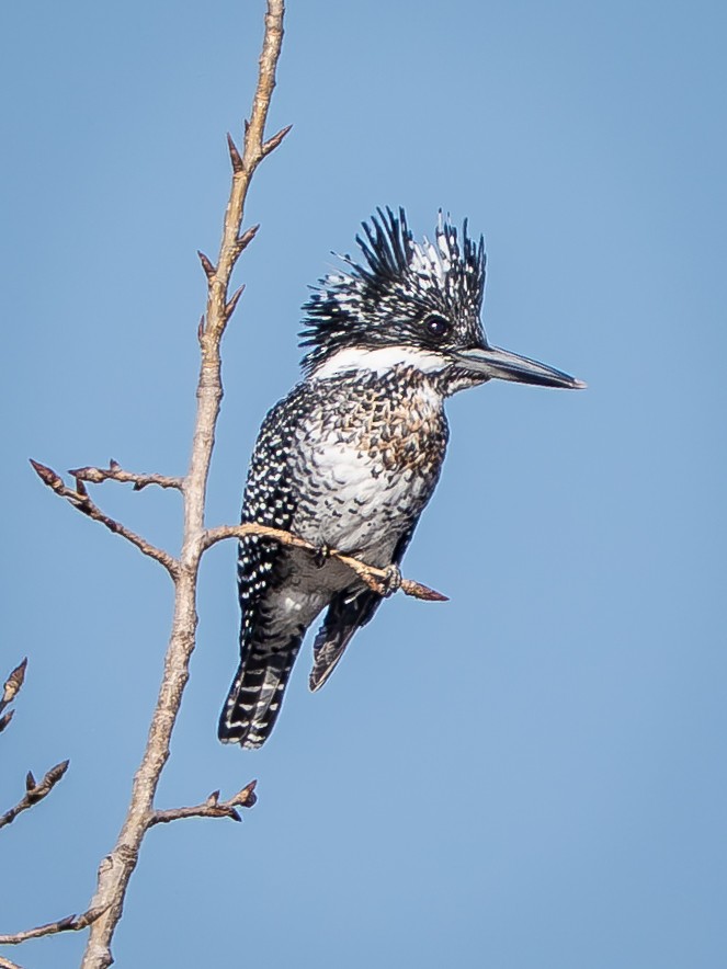 Haubenfischer - ML647461991