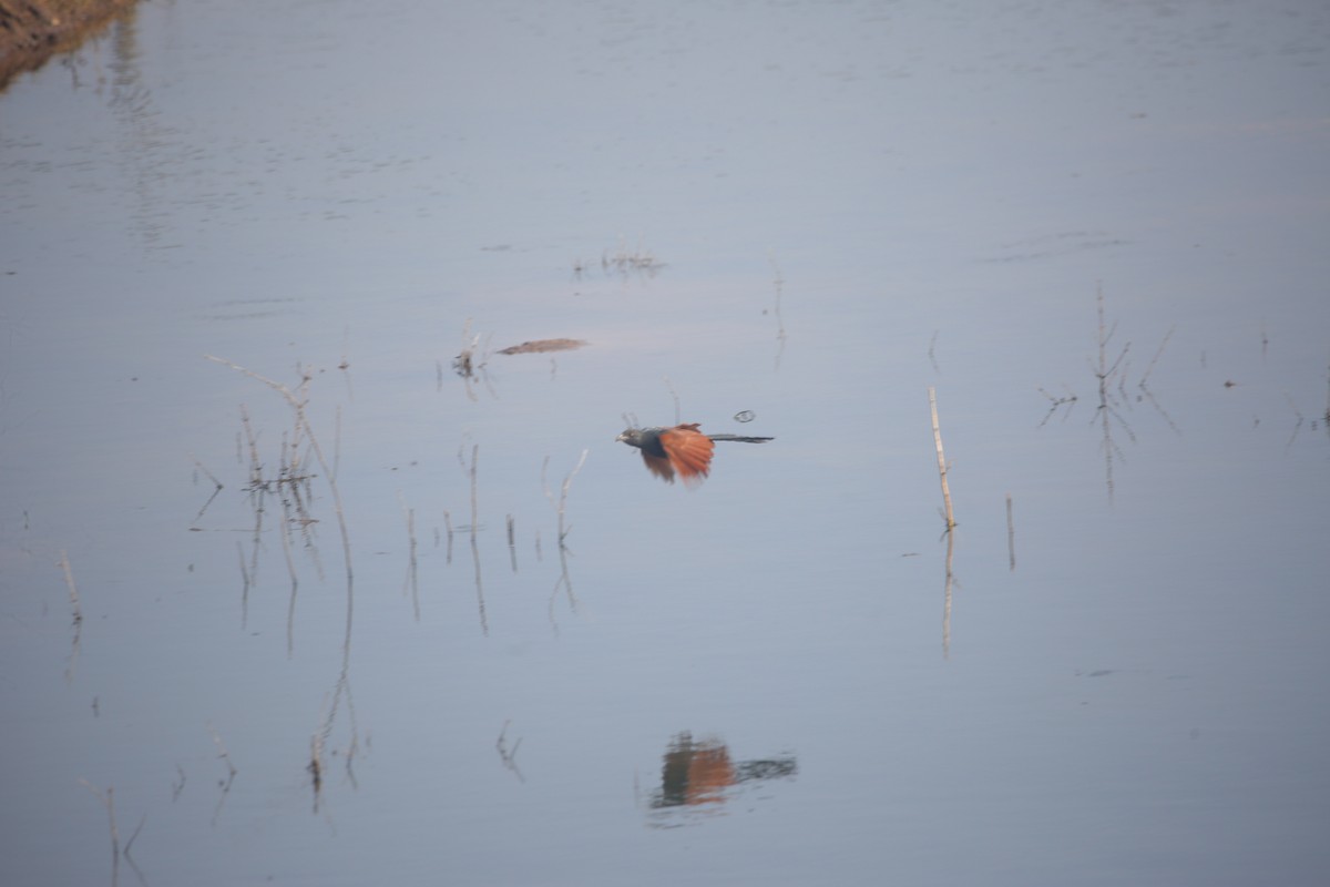 Heckenkuckuck - ML647461992