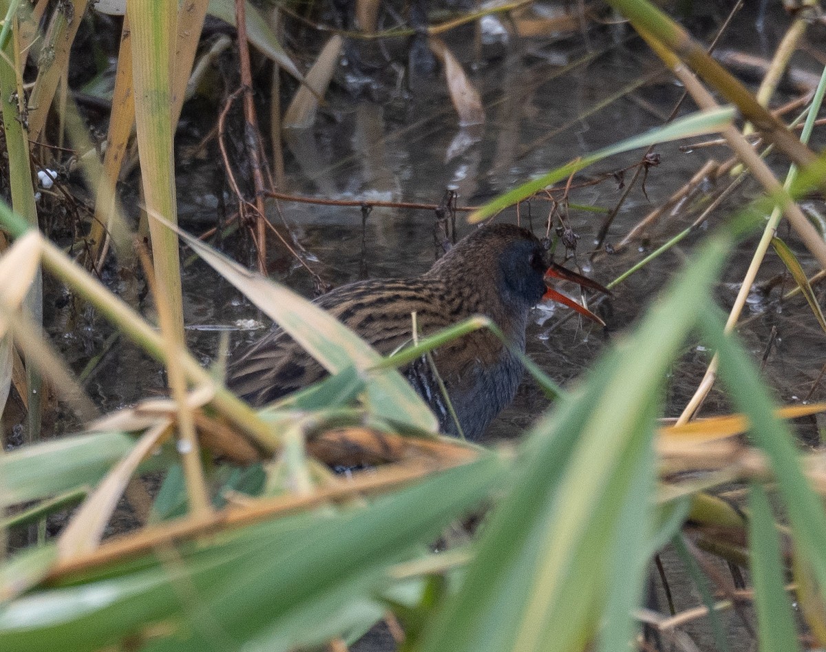 Wasserralle - ML647461993