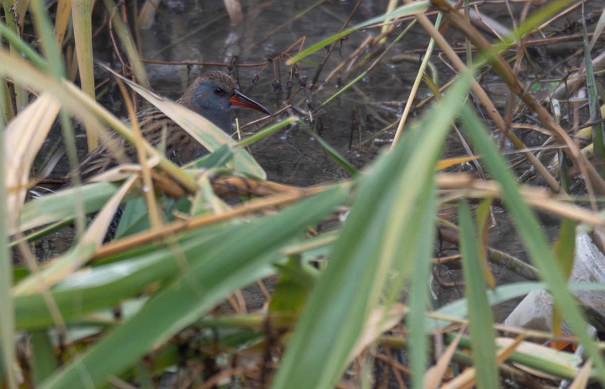 Wasserralle - ML647461994