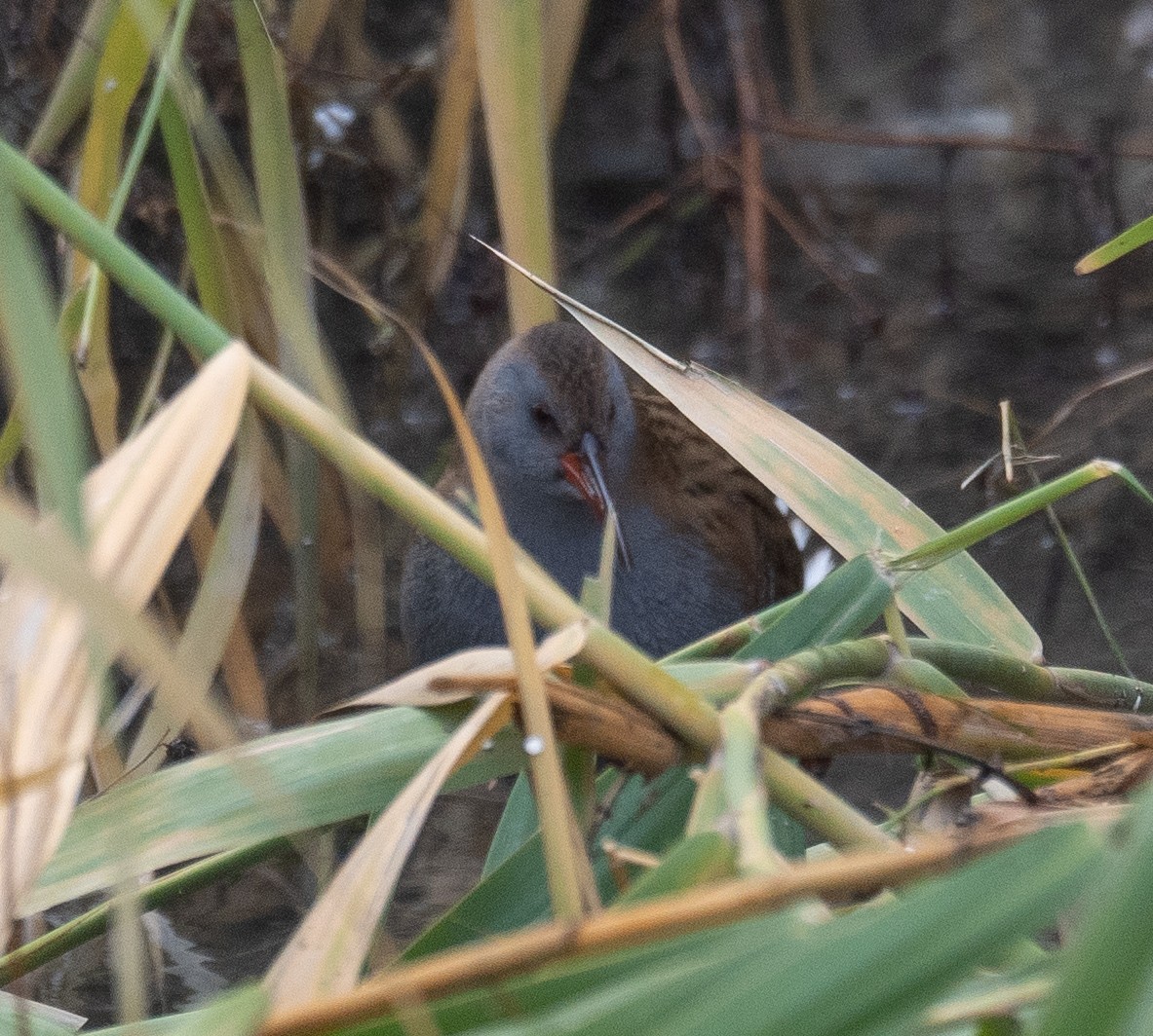 Wasserralle - ML647461995