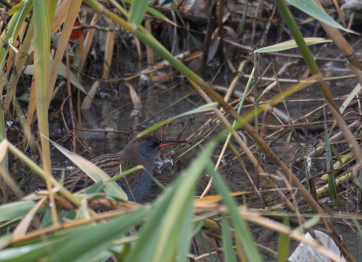 Wasserralle - ML647461996