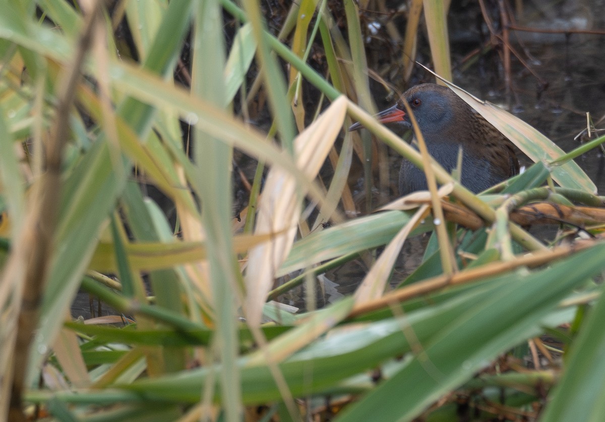 Wasserralle - ML647461997