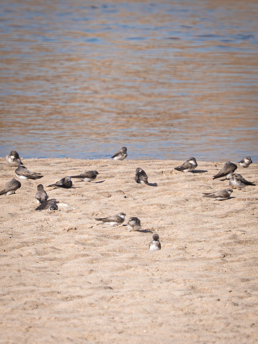 Fahluferschwalbe - ML647461998