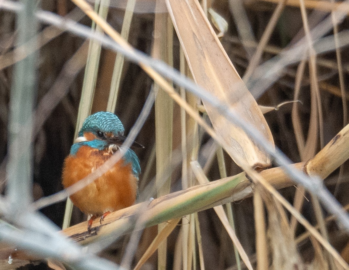 Eisvogel - ML647462000