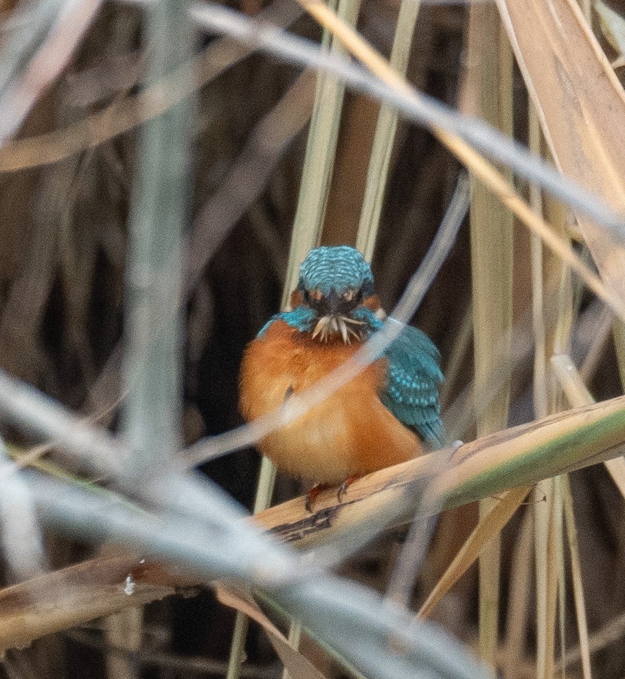 Eisvogel - ML647462001