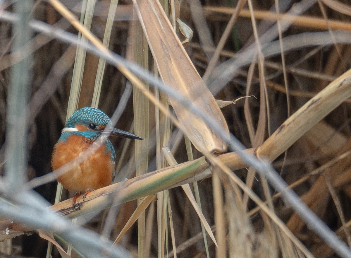 Eisvogel - ML647462002