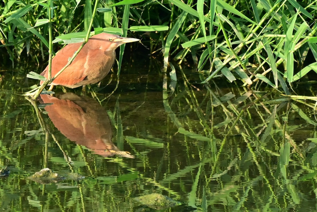 Zimtdommel - ML647462004