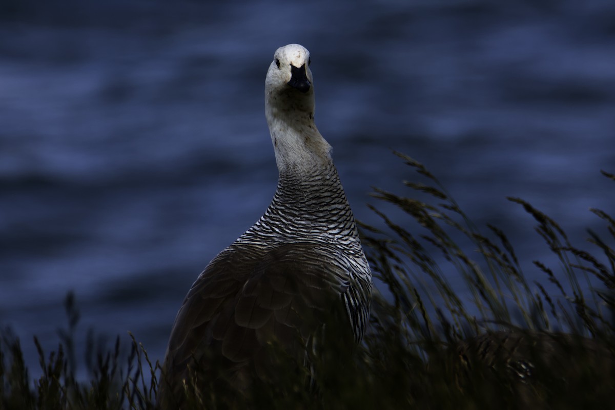 Magellangans - ML647462005