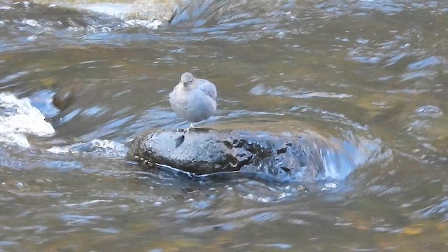 American Dipper - ML647462009