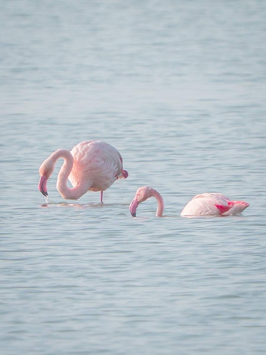 Flamant rose - ML647462011