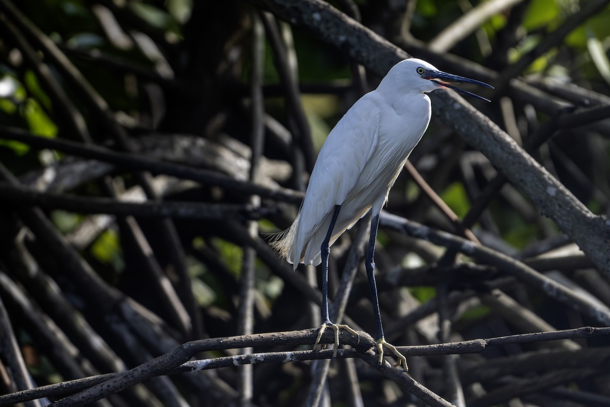 Little Egret - ML647462025