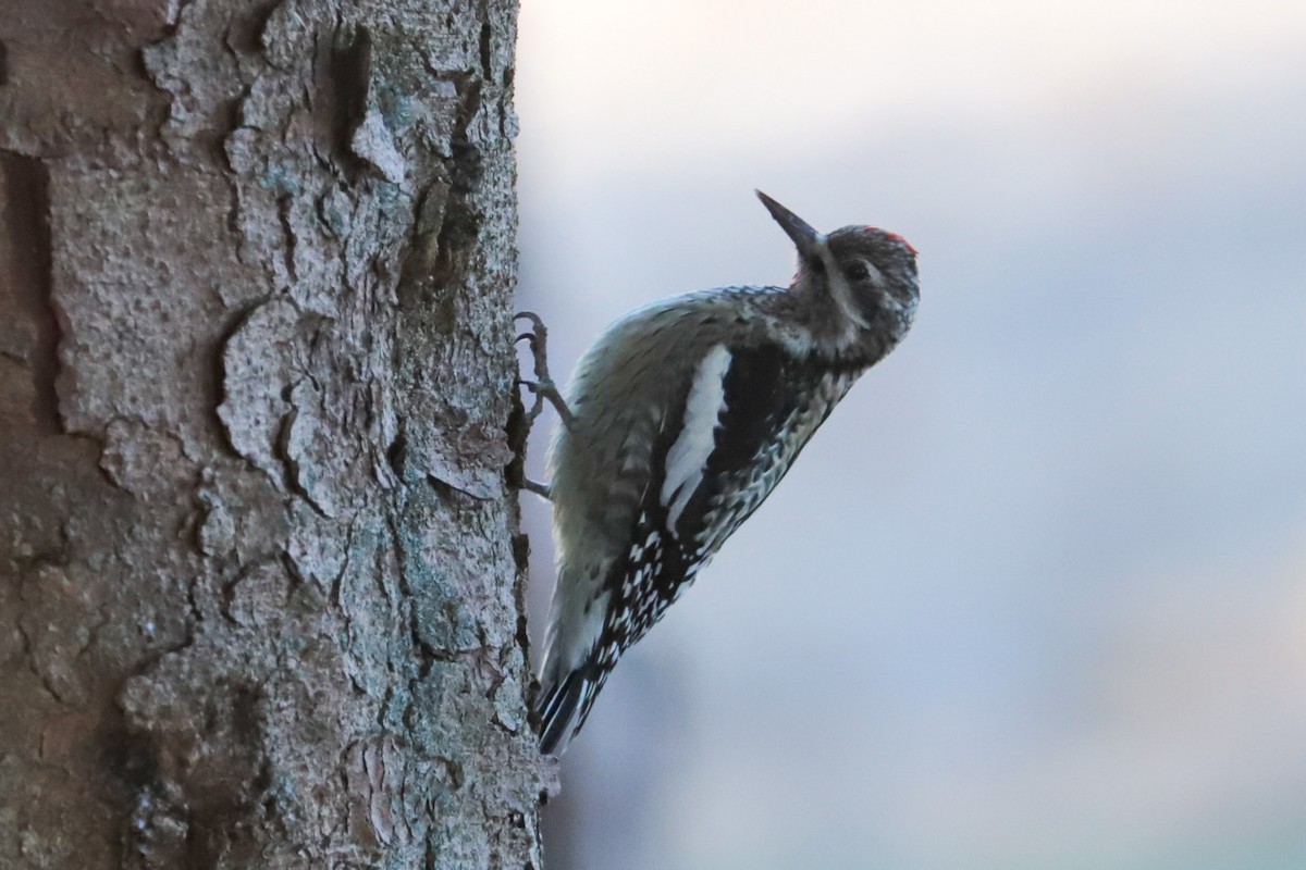 Yellow-bellied Sapsucker - ML647462028