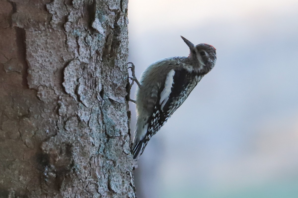Yellow-bellied Sapsucker - ML647462029