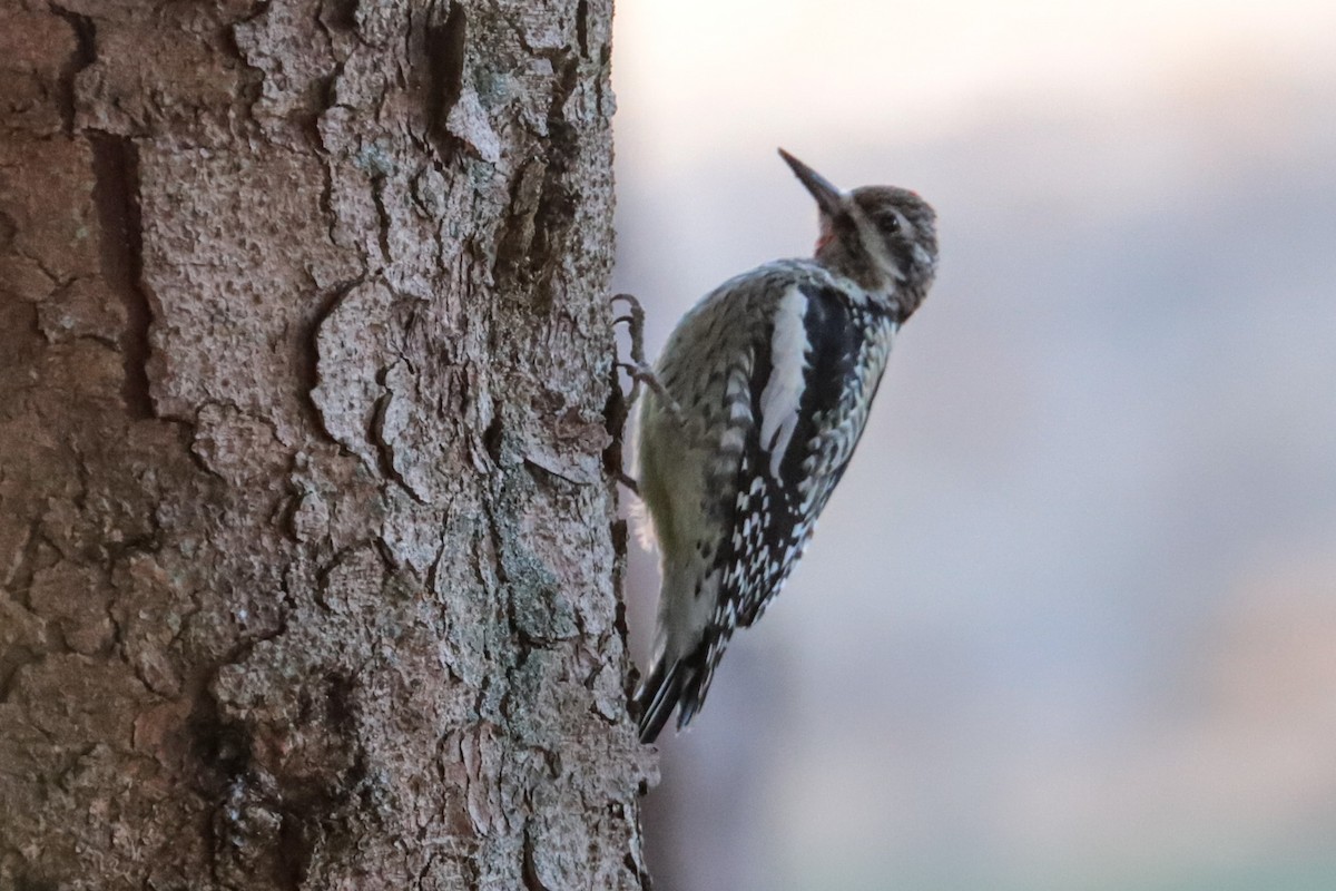 Yellow-bellied Sapsucker - ML647462030