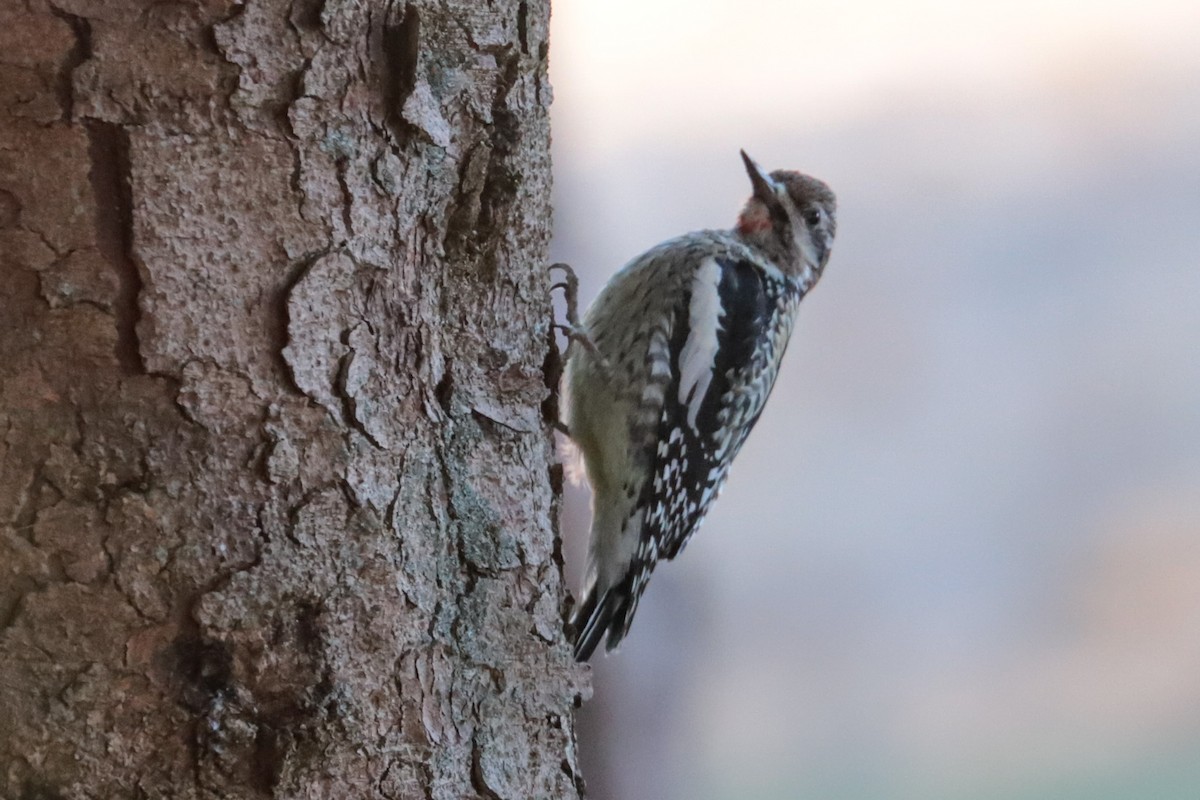 Yellow-bellied Sapsucker - ML647462031