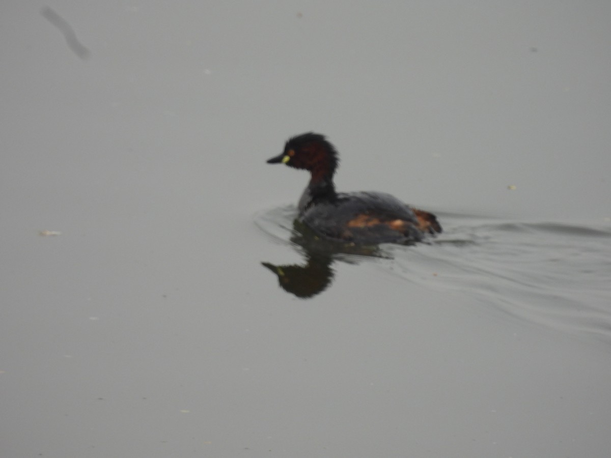 Little Grebe - ML647462043