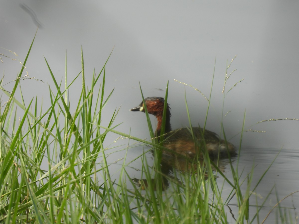 Little Grebe - ML647462044