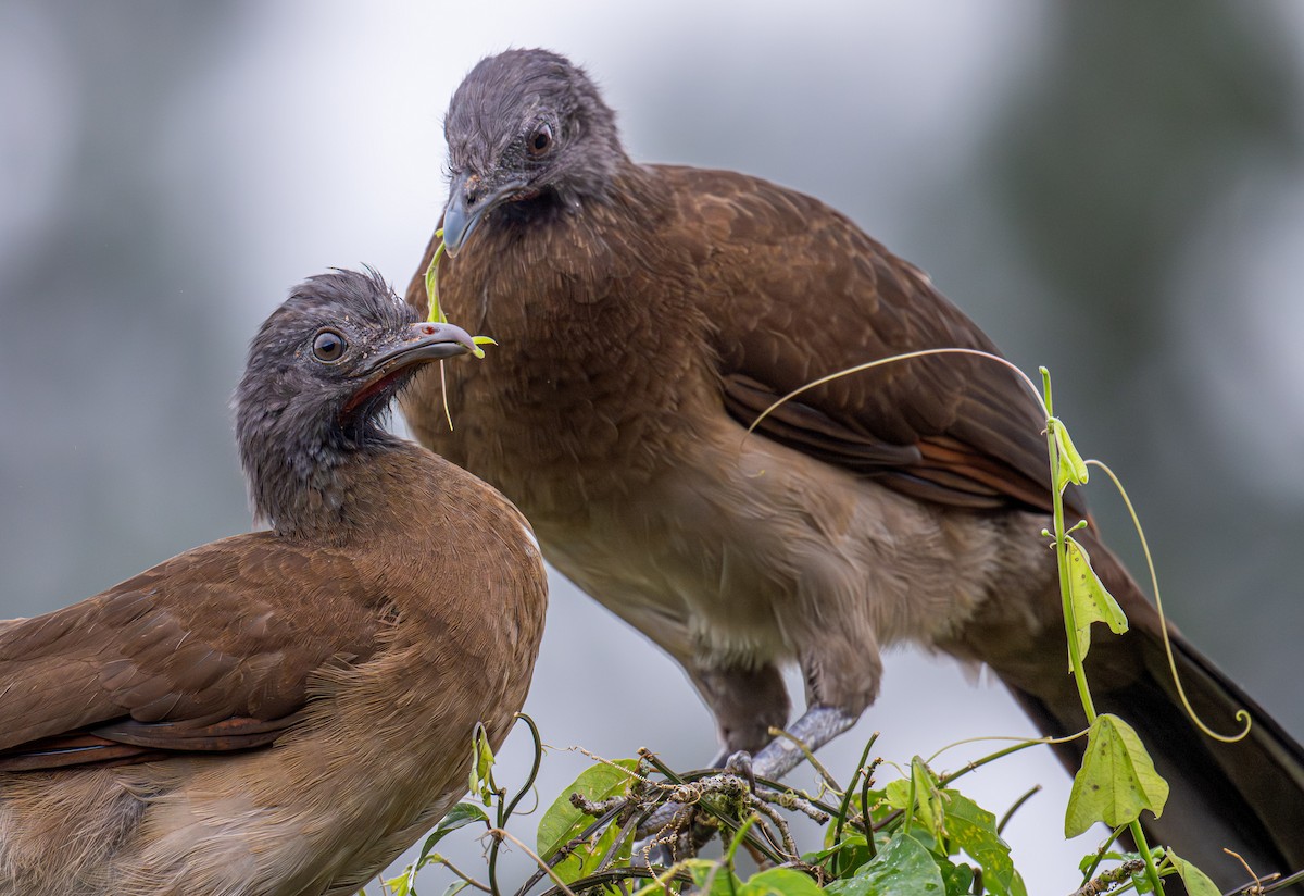 Gray-headed Chachalaca - ML647462060