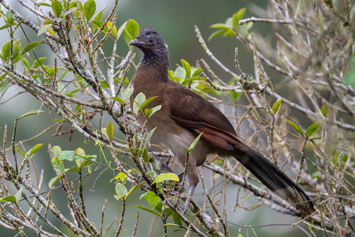Gray-headed Chachalaca - ML647462061